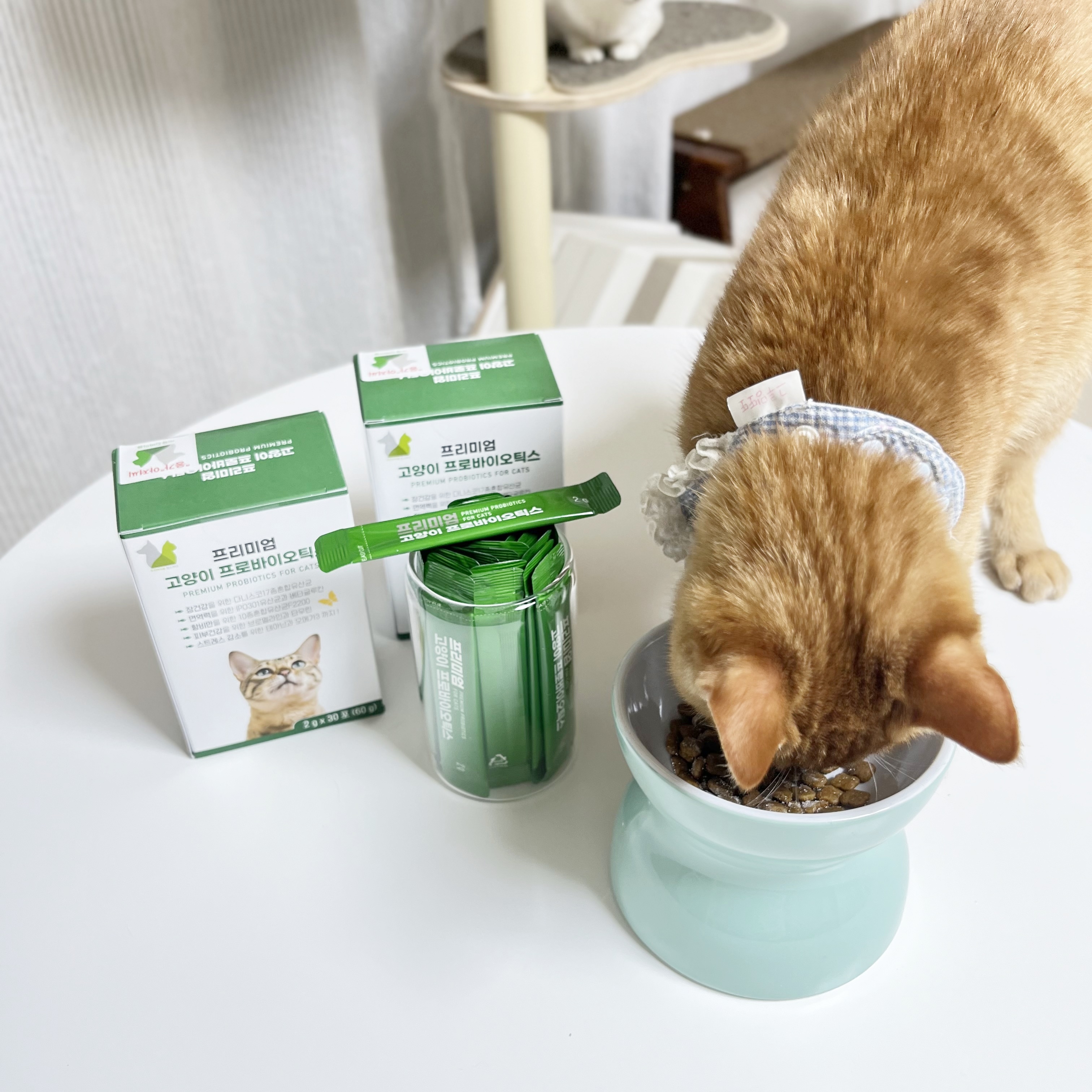 응가아저씨 고양이 프로바이오틱스 30포+30포 3000억 설사변비 항비만 면역력 유산균