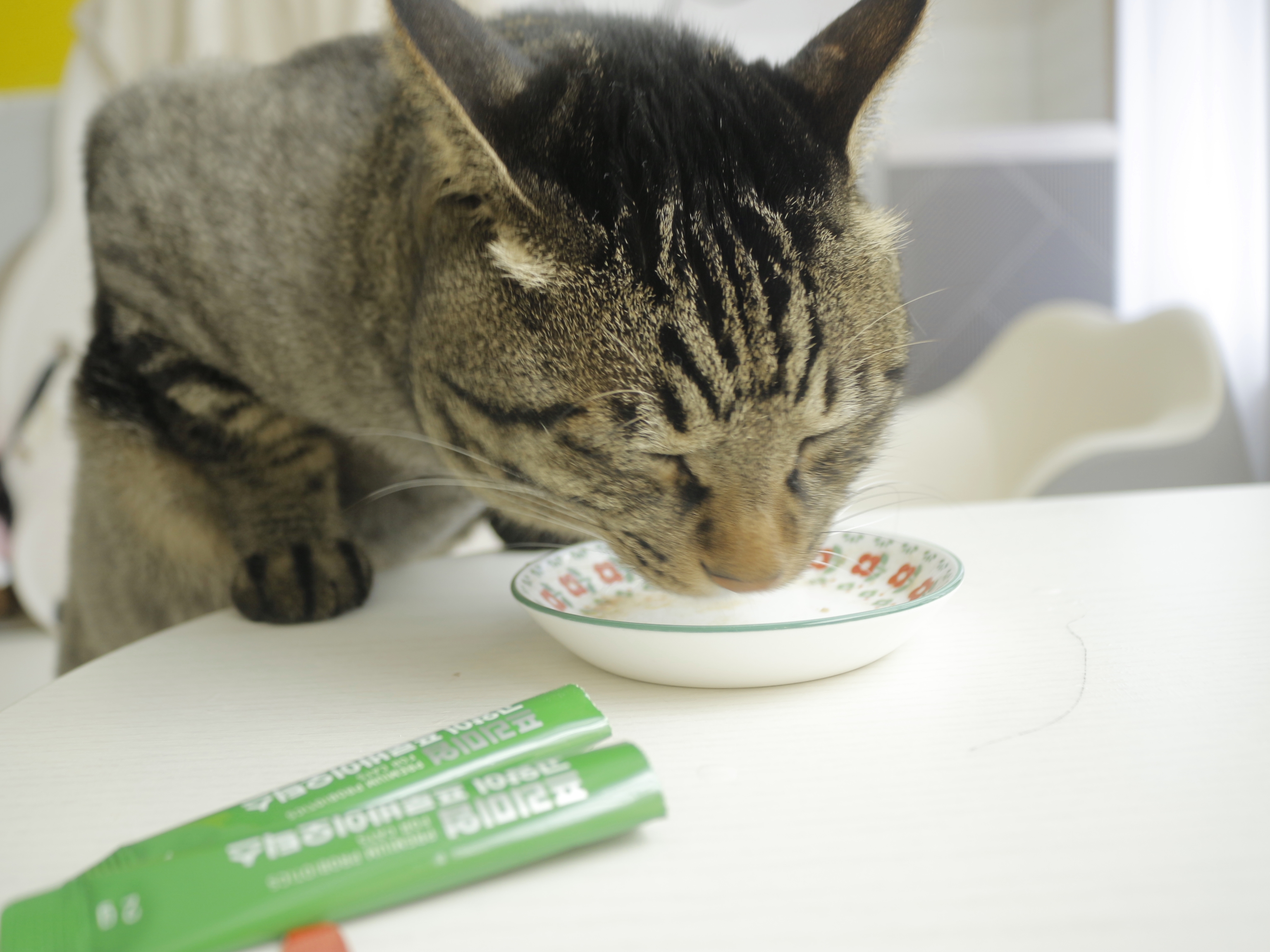 응가아저씨 고양이 프로바이오틱스 30포+30포 3000억 설사변비 항비만 면역력 유산균
