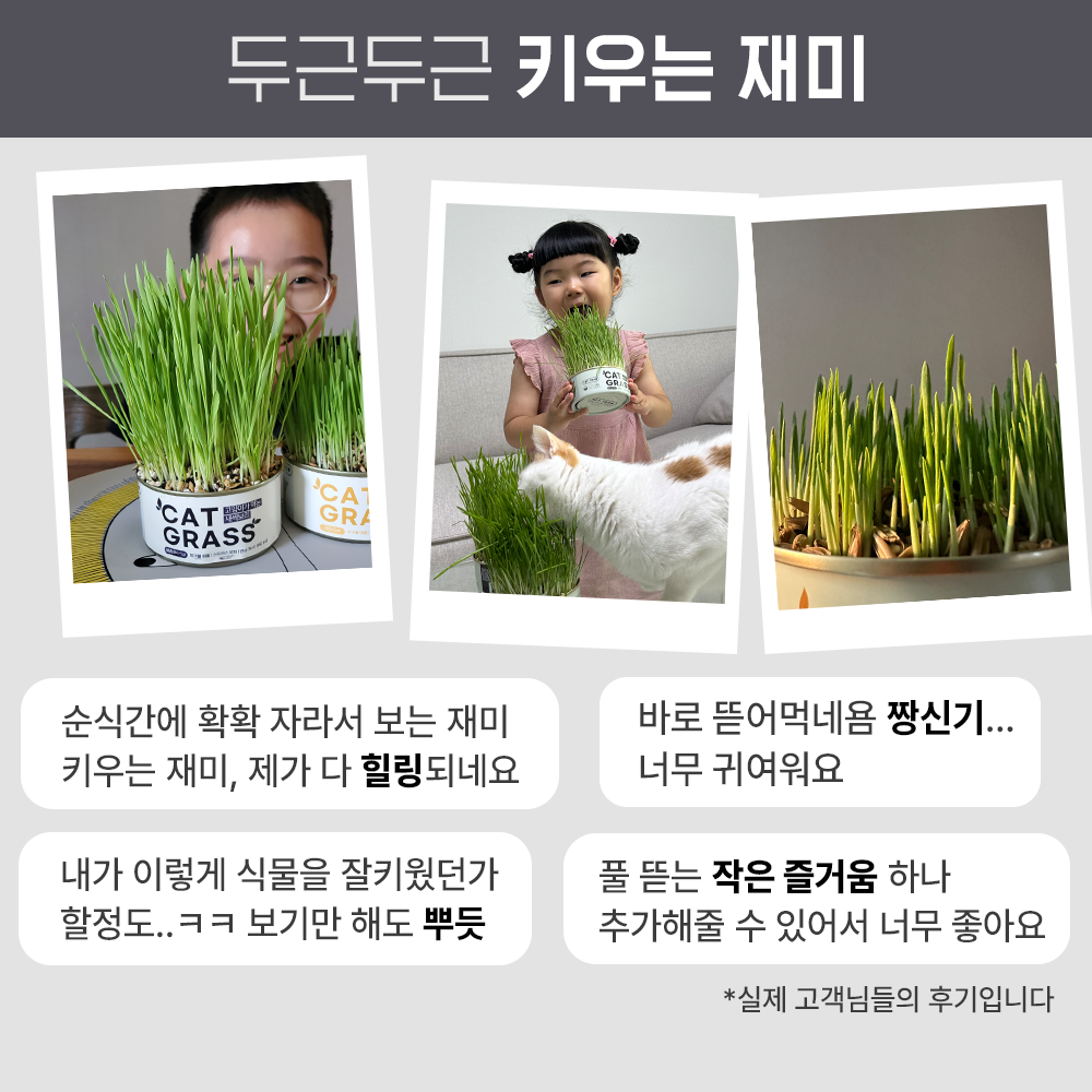 펫팀 캣그라스 고양이풀 3종 새싹보리+새싹귀리+새싹밀 이미지 2