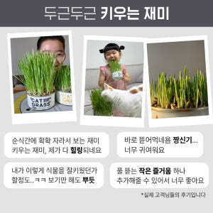 펫팀 캣그라스 고양이풀 3종 새싹보리+새싹귀리+새싹밀 솔직 후기 | 실제 사용자 리뷰 총정리 - 상품 이미지 2
