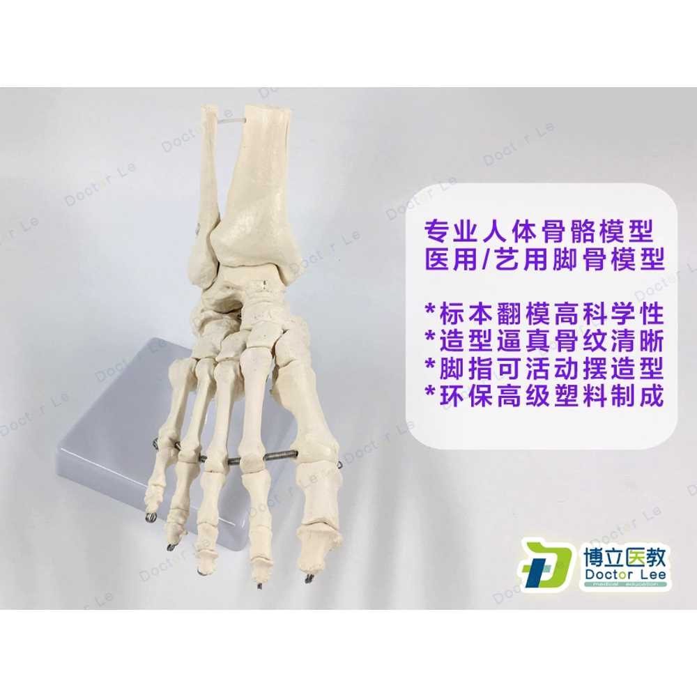발뼈 모형 해부 디스플레이 인대관절 표본 뼈대 자료 - 상세 이미지 3