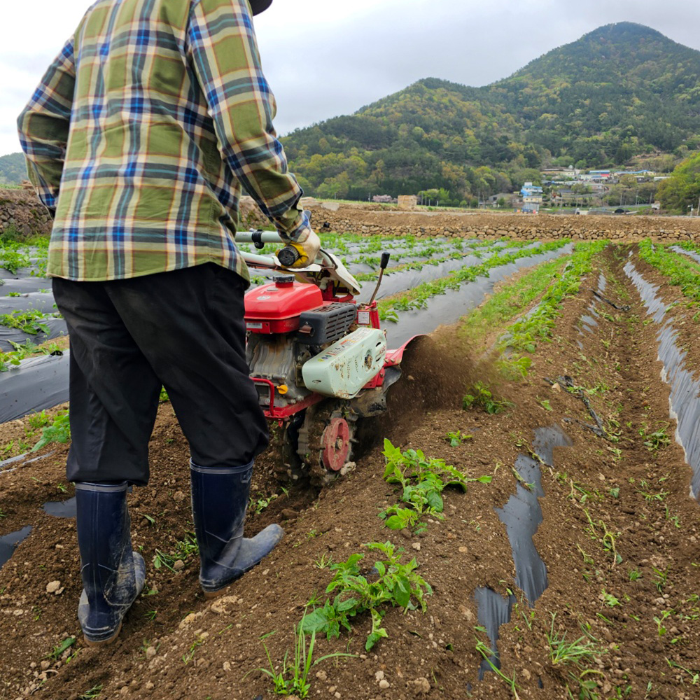 [산지직송] 포슬포슬 햇감자 알감자 수미 감자 찜 요리용 3kg 5kg 10kg - 상세 이미지 3