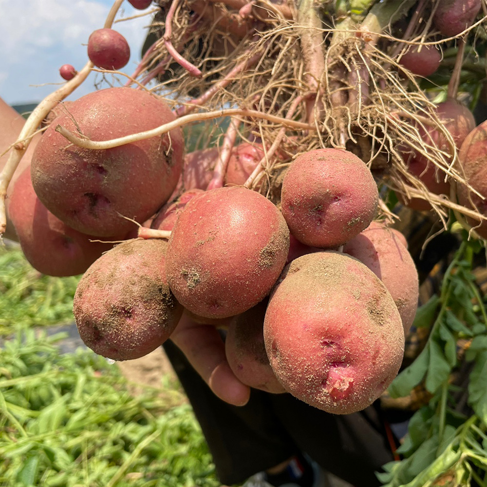 [산지직송] 포슬포슬 햇감자 알감자 수미 감자 찜 요리용 3kg 5kg 10kg