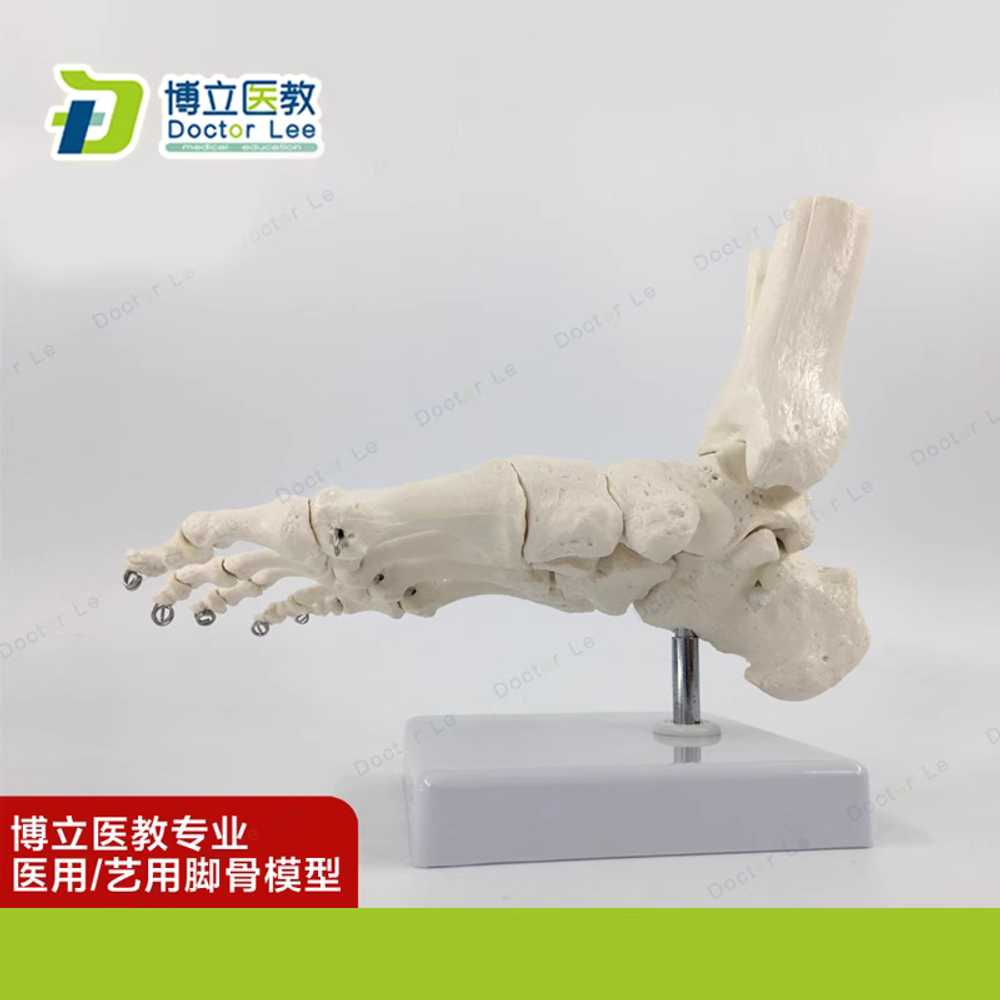 발뼈 모형 해부 디스플레이 인대관절 표본 뼈대 자료 - 상세 이미지 5
