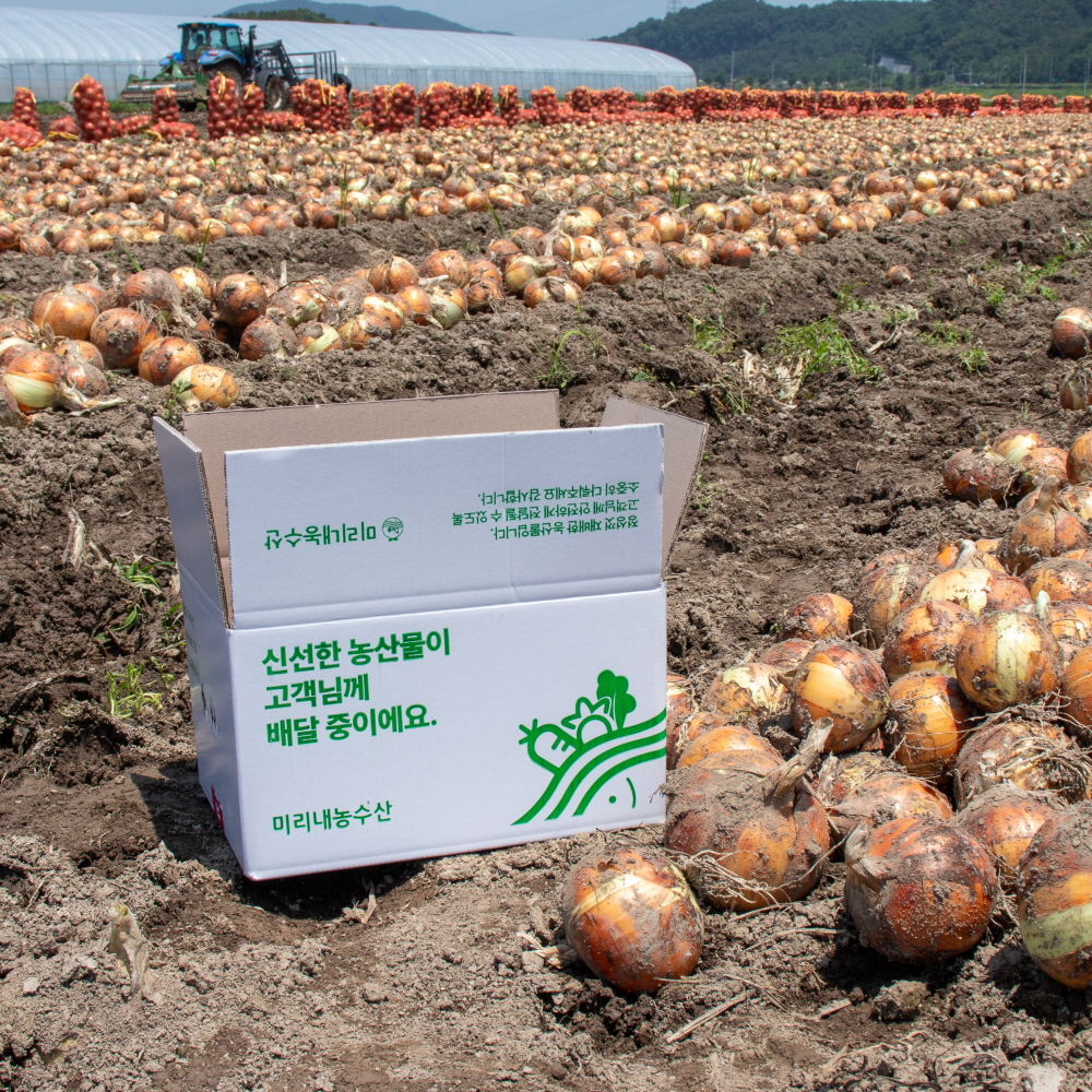 25년 무안 햇 양파 깐양파 3kg 5kg 국내산
