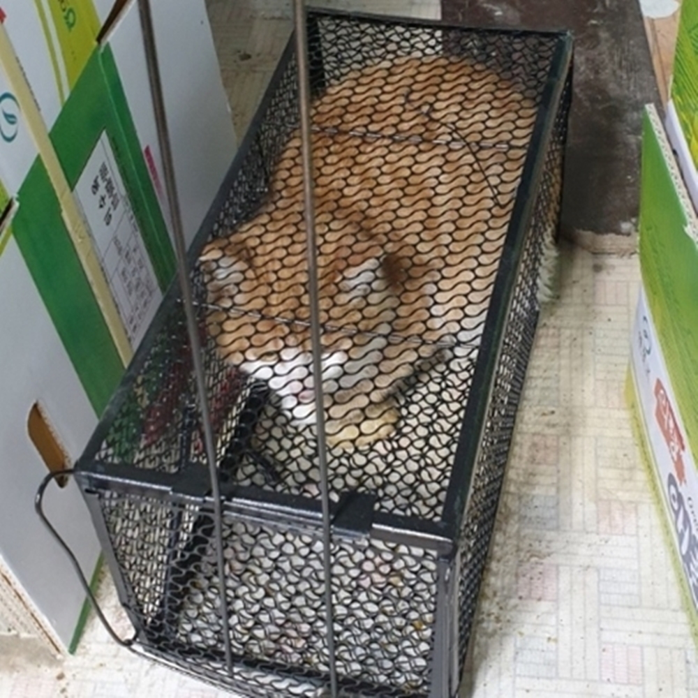 고양이 포획틀 극소형 쥐 덫 트랩 길고양이 족제비 통덫 포획망 이미지 2