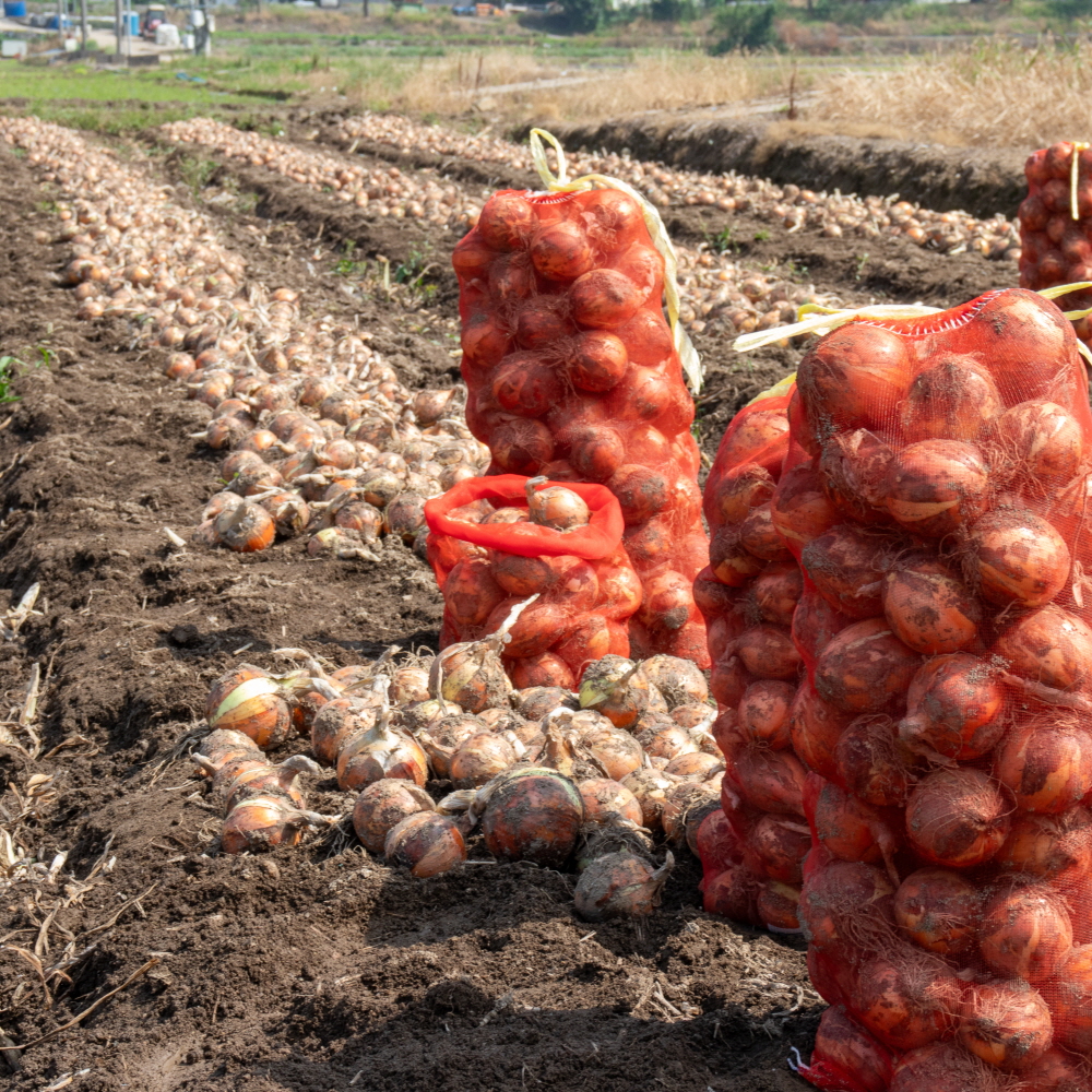 25년 무안 햇 양파 깐양파 3kg 5kg 국내산