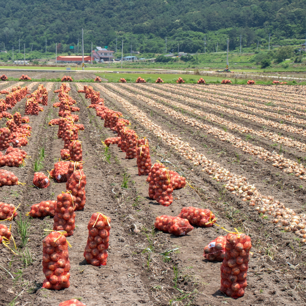 25년 무안 햇 양파 깐양파 3kg 5kg 국내산