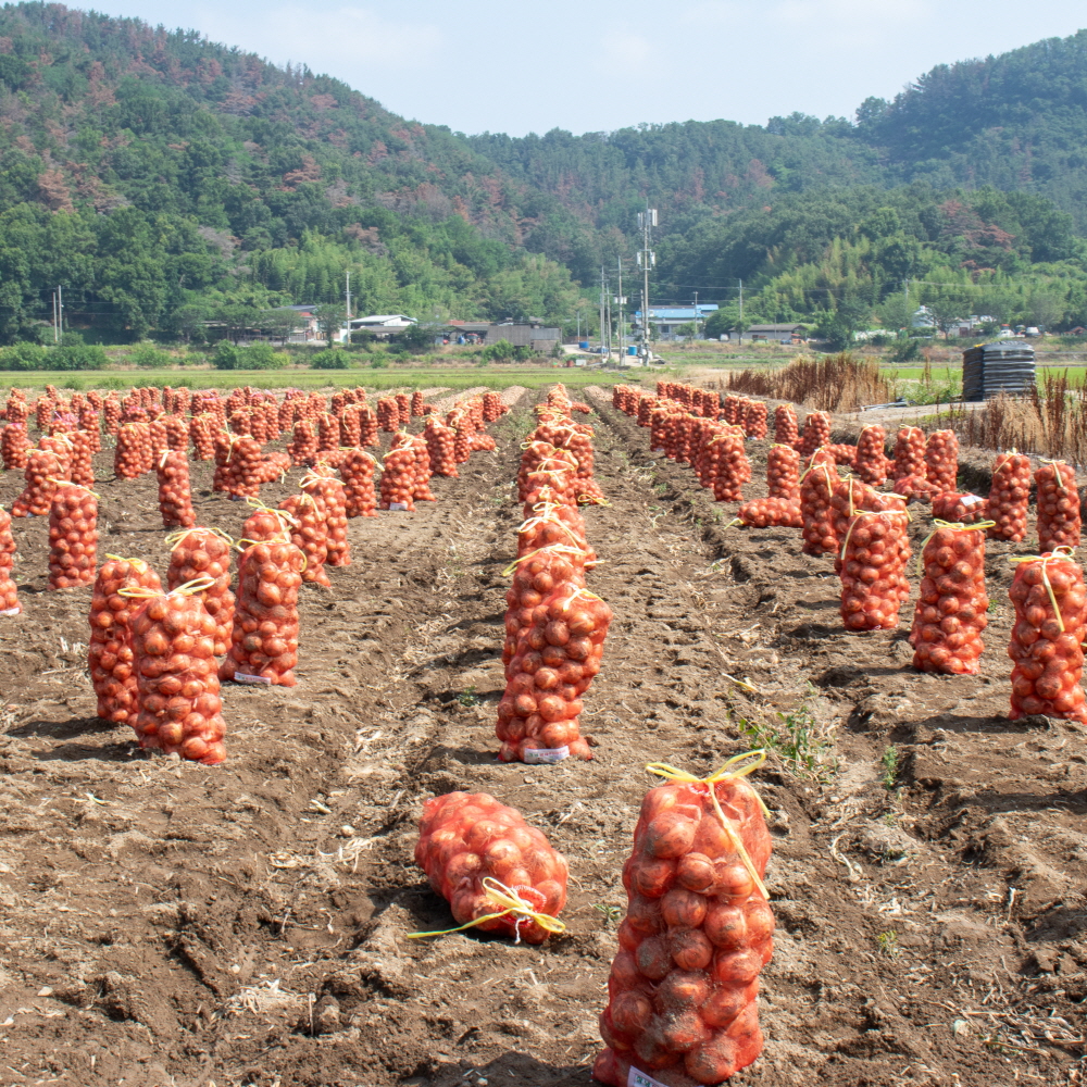 25년 무안 햇 양파 깐양파 3kg 5kg 국내산