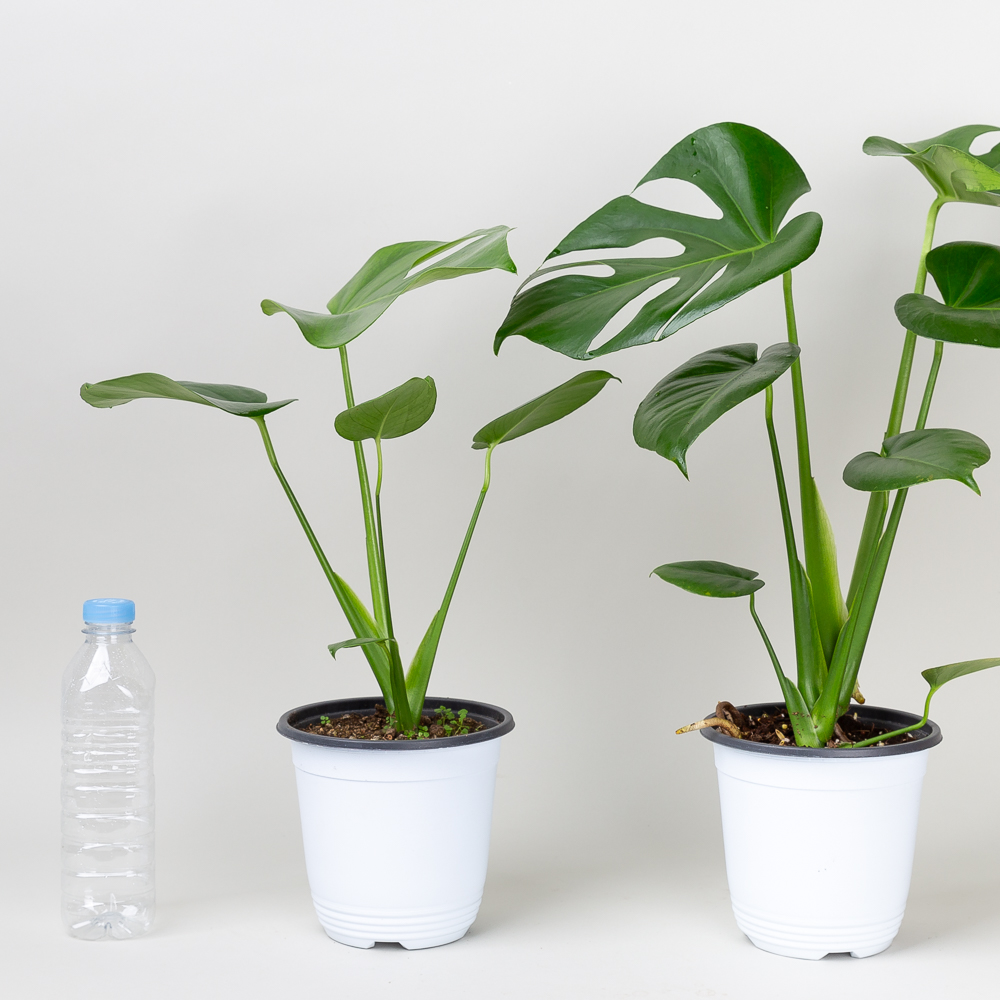 중형 몬스테라 델리시오사 키우기쉬운 반려식물 인테리어 음지 플랜테리어