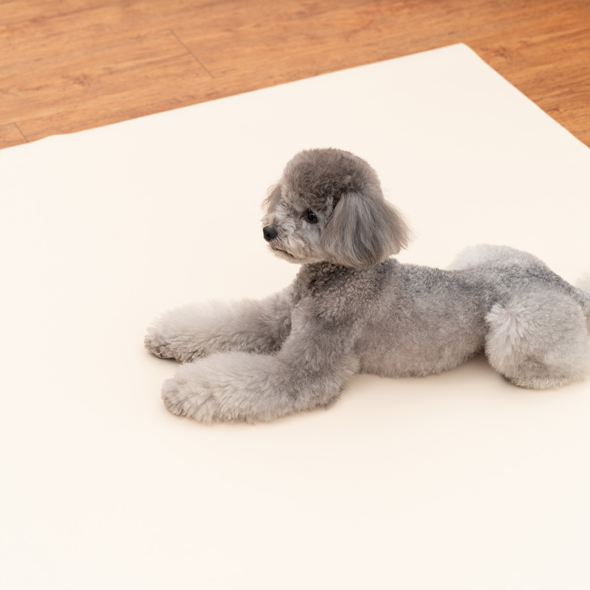 개놀자 슬림 실리콘 강아지 롤매트 애견 고양이 미끄럼방지 매트 아이보리, 110x400cm