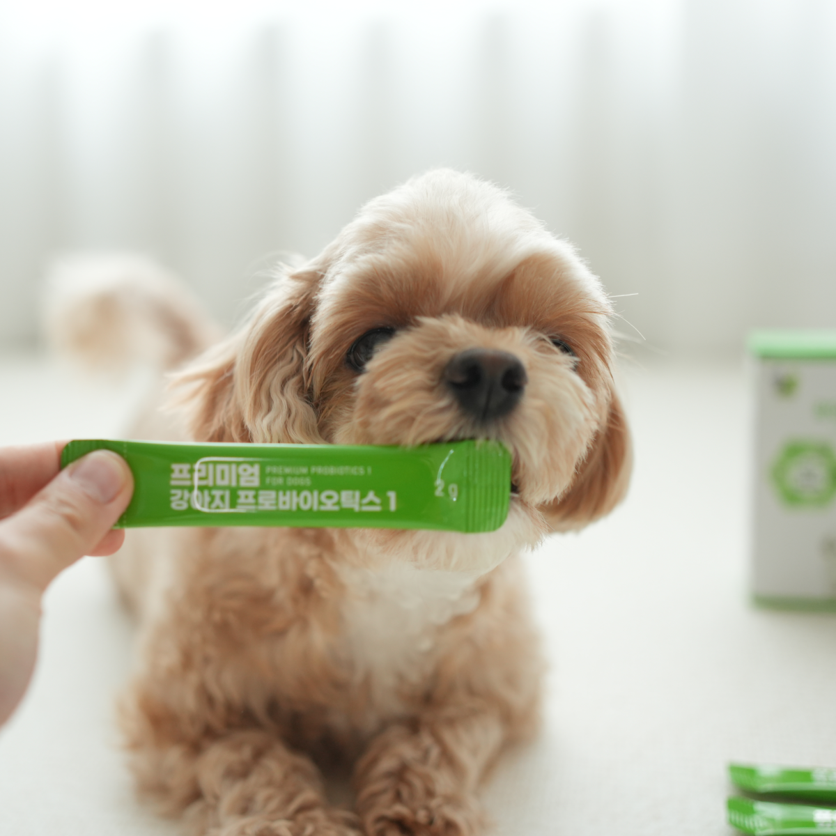 응가아저씨 프리미엄 강아지 프로바이오틱스 30포+30포 장건강 알러지 6000억 유산균 - 상세 이미지 2