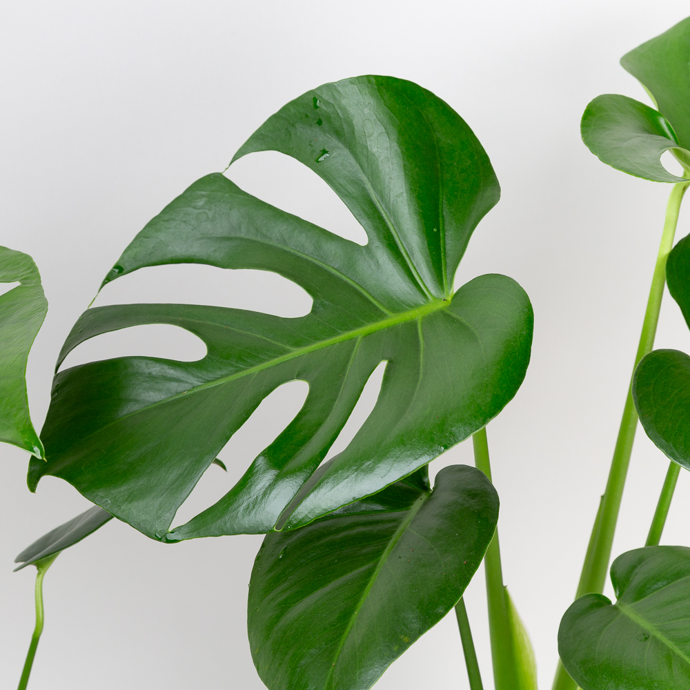 중형 몬스테라 델리시오사 키우기쉬운 반려식물 인테리어 음지 플랜테리어