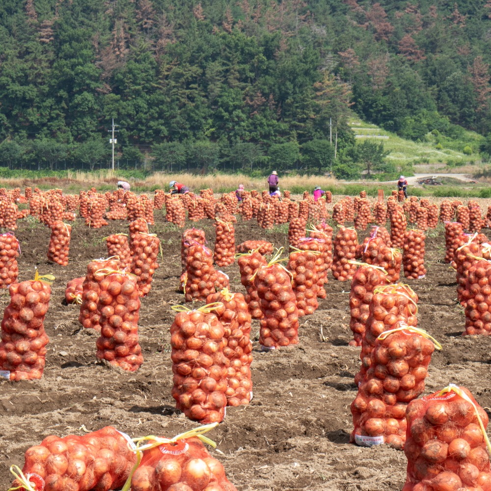 25년 무안 햇 양파 깐양파 3kg 5kg 국내산