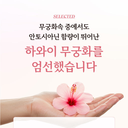 무궁화핏 하와이 무궁화 먹는법 효능