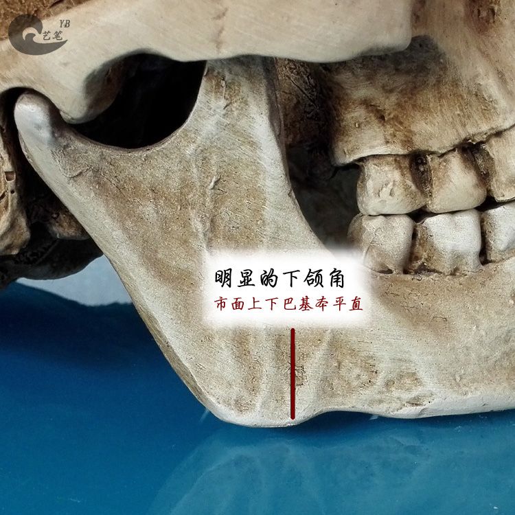 해골모형 두개골 소품 드로잉 할로윈 머리 모형 인간 미술 정물화 뼈 해골 이미지 6