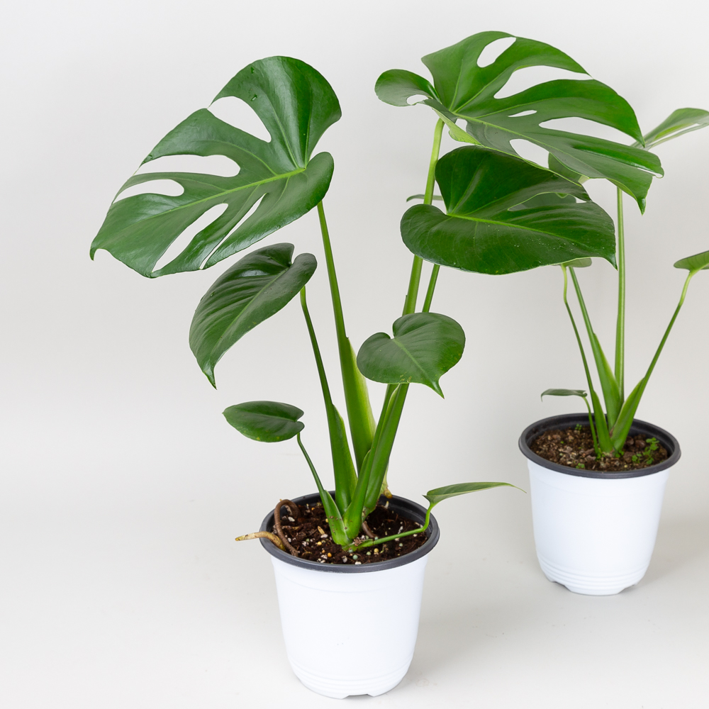 중형 몬스테라 델리시오사 키우기쉬운 반려식물 인테리어 음지 플랜테리어