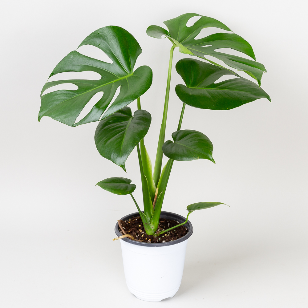 중형 몬스테라 델리시오사 키우기쉬운 반려식물 인테리어 음지 플랜테리어