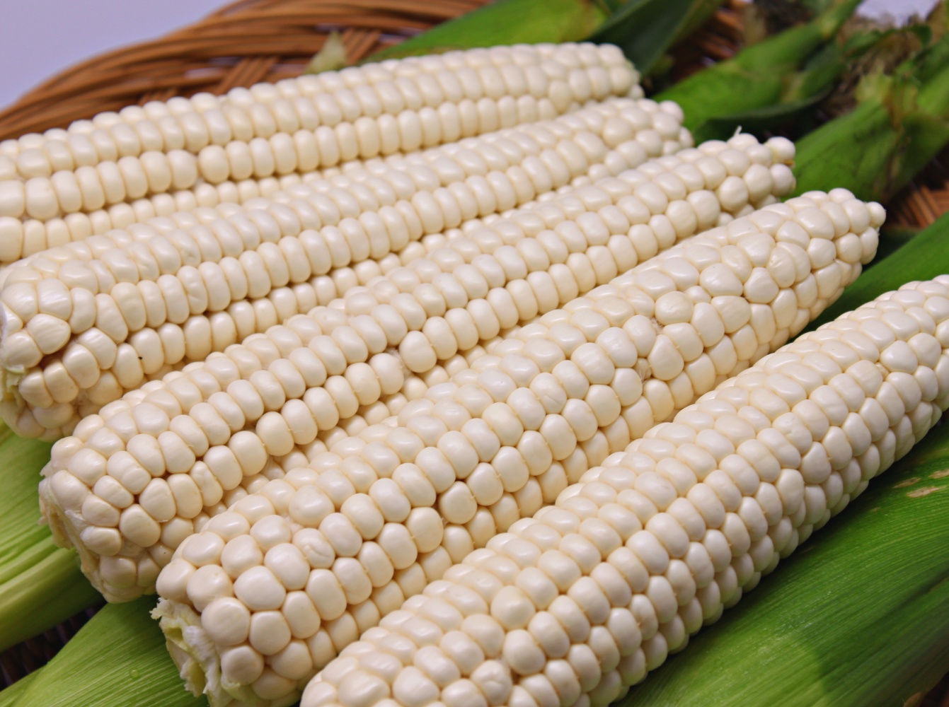 괴산 대학찰옥수수 냉동 찐 옥수수 5개 10개 20개 최상품