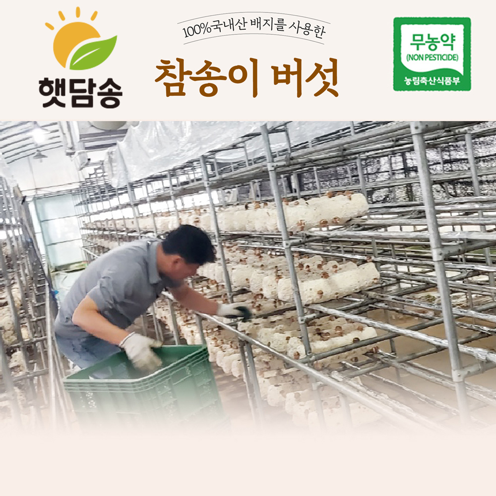 [햇담송]무농약 국내산 참송이버섯 중대사이즈 300g 대형마트 품질그대로 이미지 7