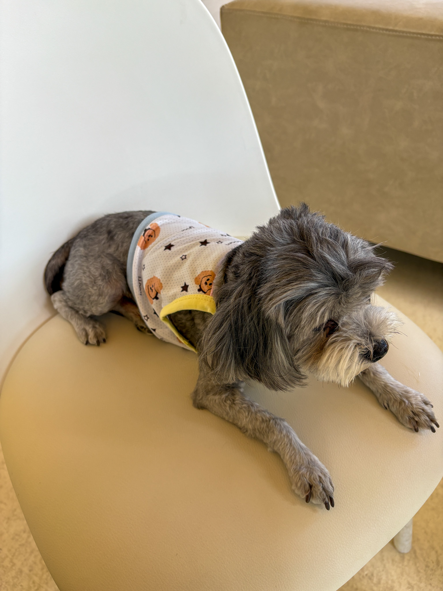 버들콩 강아지 여름옷 퍼피 쿨링기능성 크롭 쿨나시 강아지 실내복