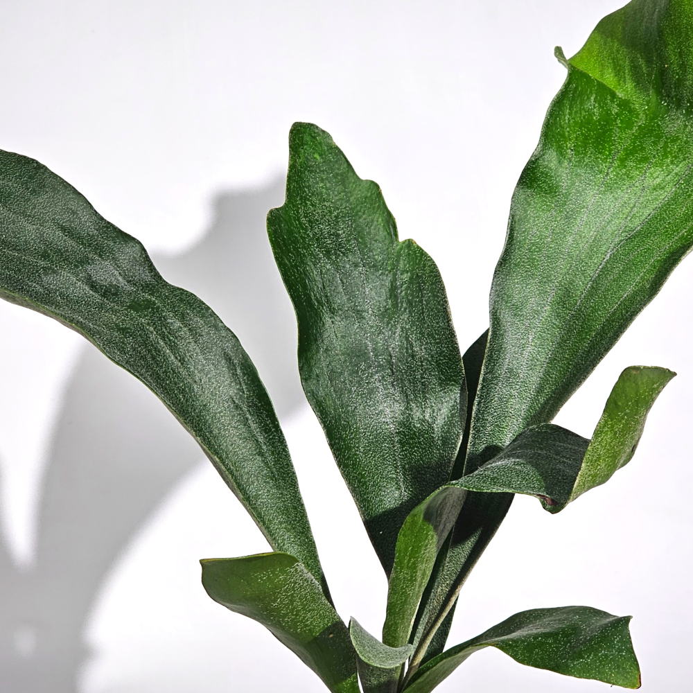 미세먼지제거식물 박쥐란 이끼볼 수태볼 세트