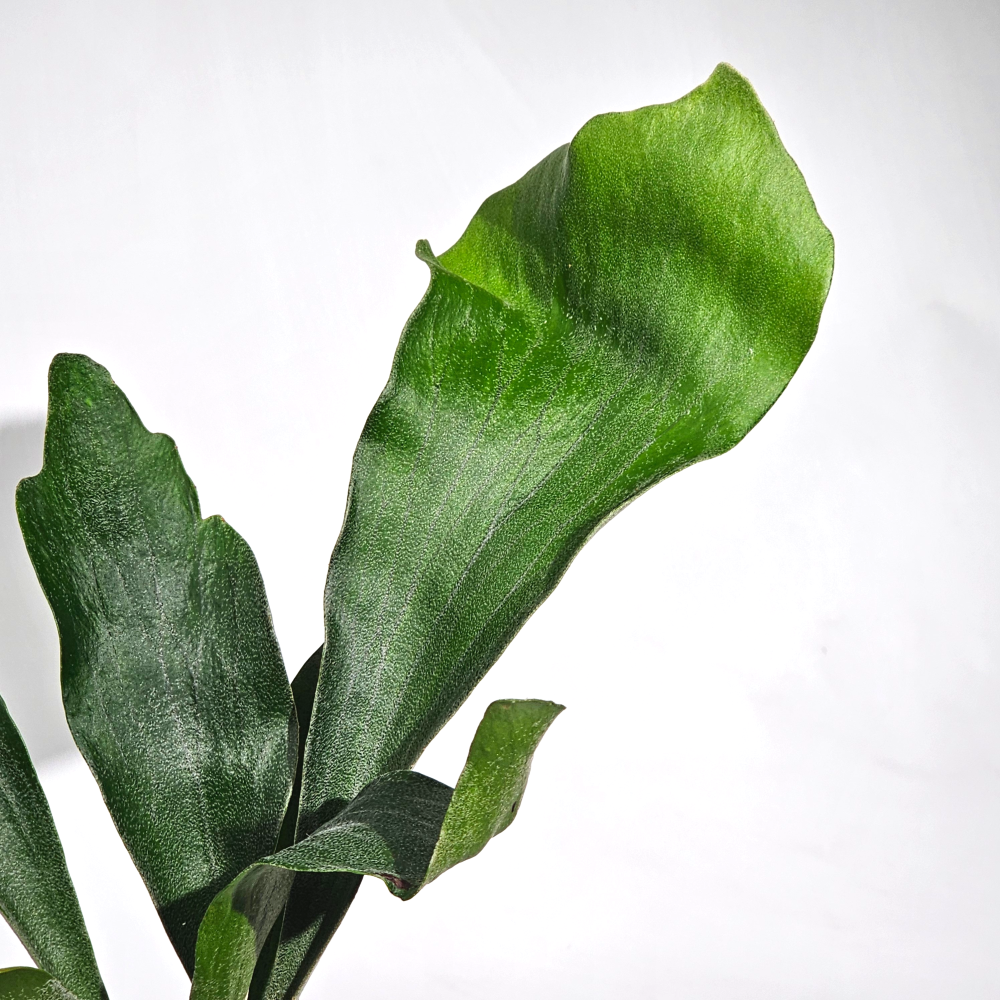 미세먼지제거식물 박쥐란 이끼볼 수태볼 세트