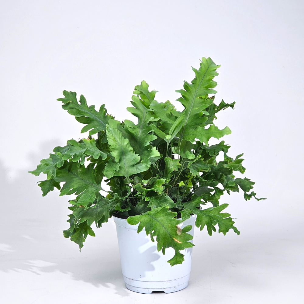 실내공기정화 양치식물 다바나고사리 10cm