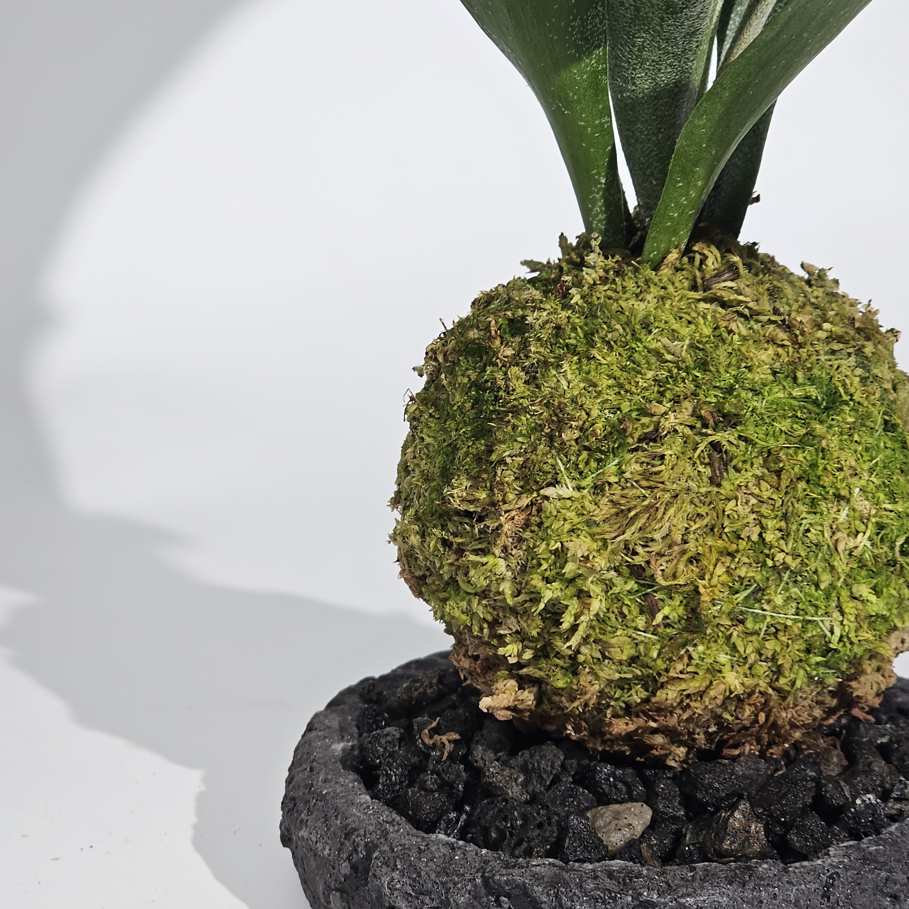 미세먼지제거식물 박쥐란 이끼볼 수태볼 세트