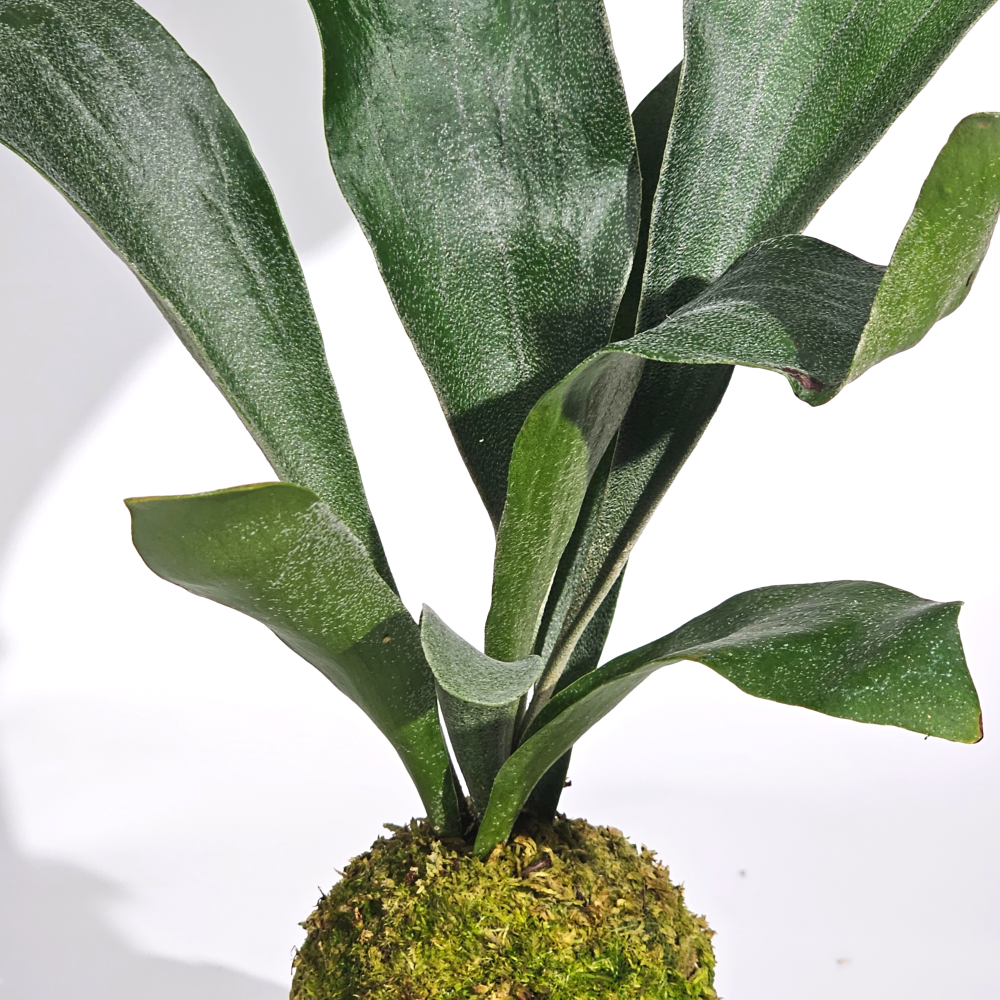 미세먼지제거식물 박쥐란 이끼볼 수태볼 세트