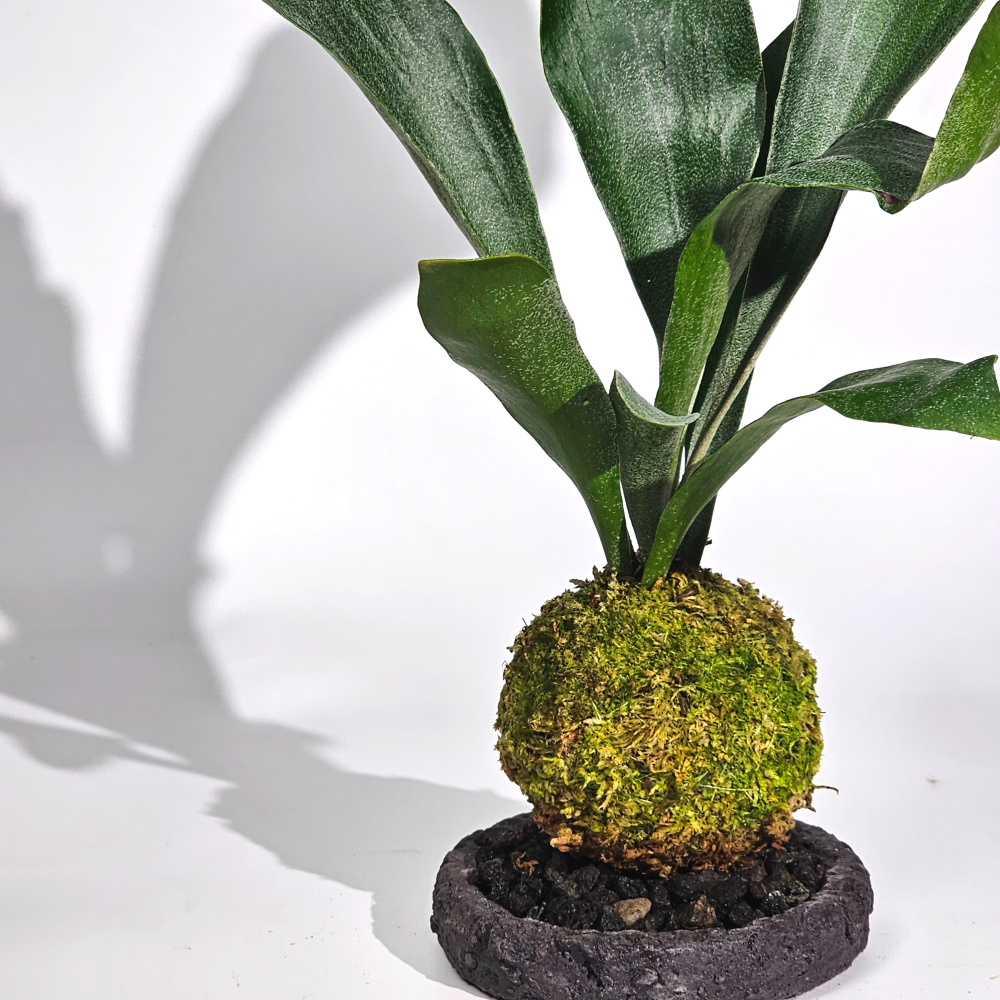 미세먼지제거식물 박쥐란 이끼볼 수태볼 세트