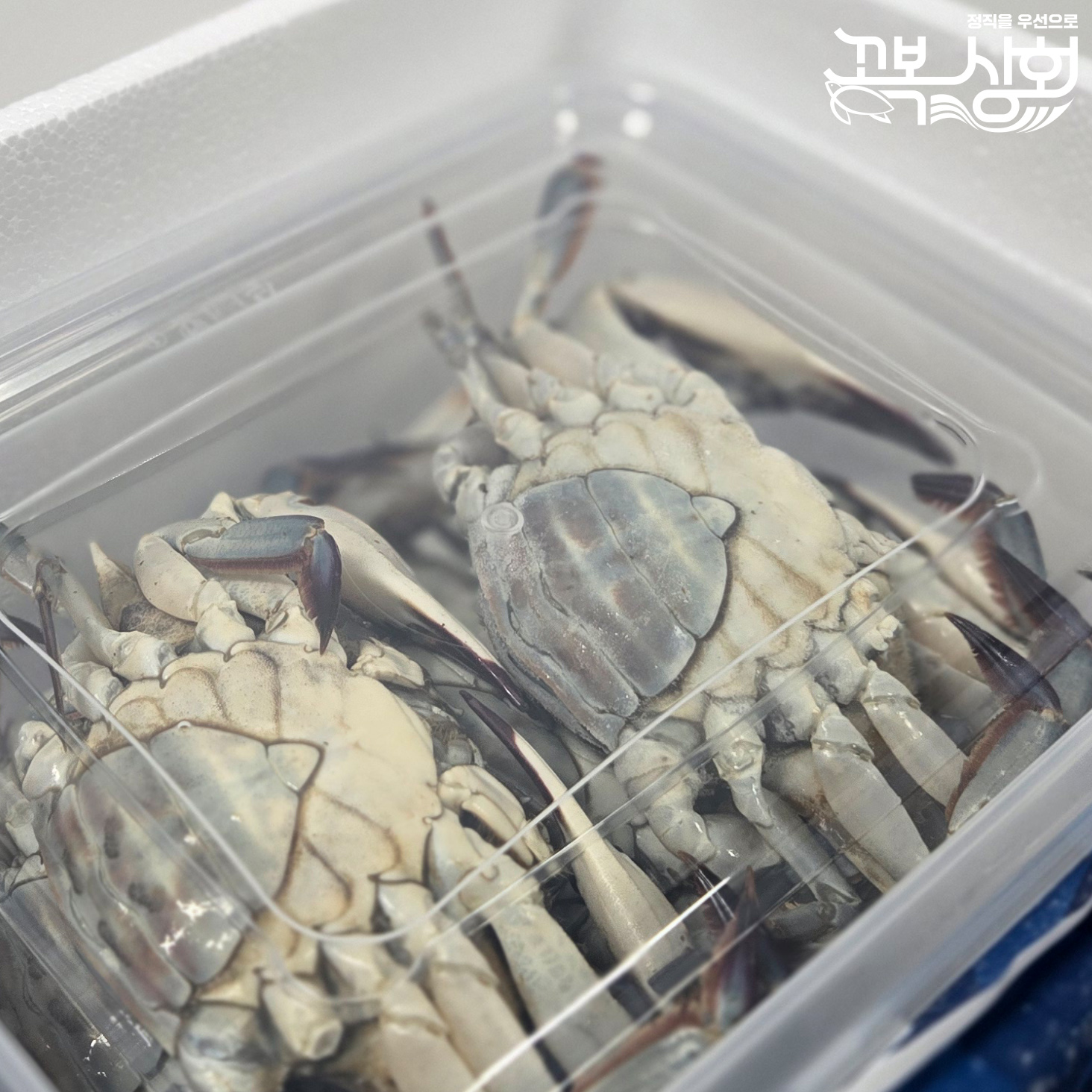 25년 5월 조업 알배기 연평도 암꽃게 1kg 10kg 급냉 제철 살과 알이 게딱지까지 [꼬복상회] - 상세 이미지 2