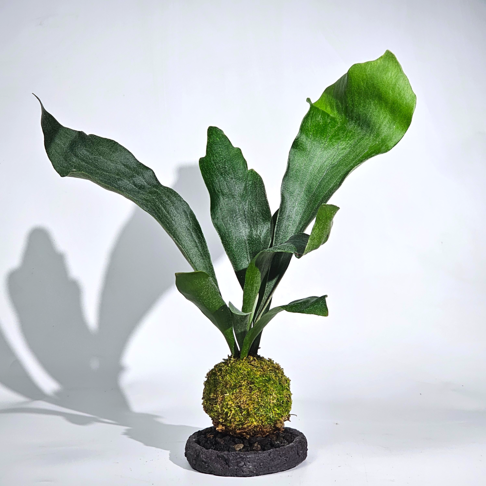 미세먼지제거식물 박쥐란 이끼볼 수태볼 세트