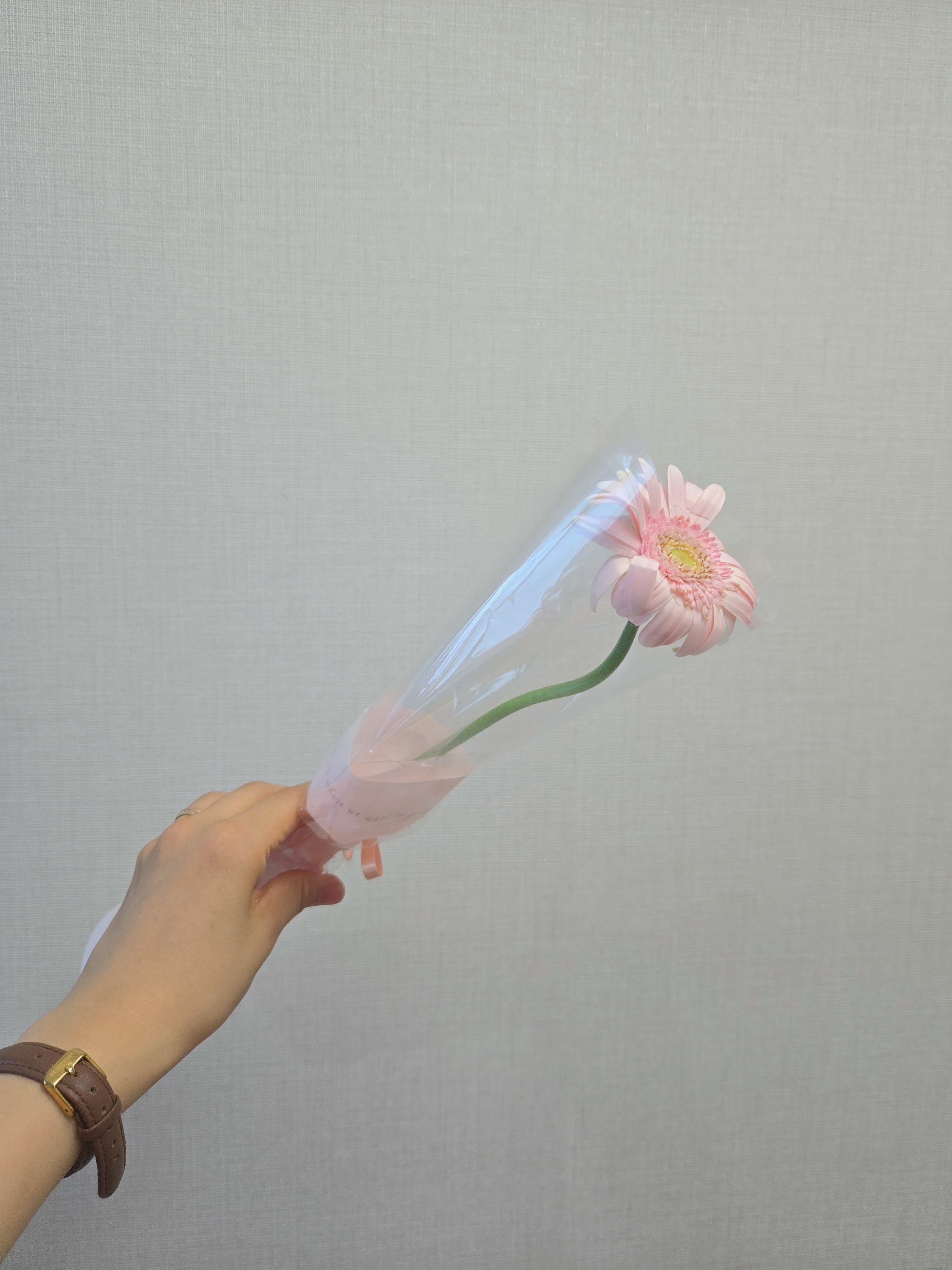 단루아 거베라 꽃한송이 답례품 단체주문 스페셜꽃다발 제철꽃 온라인꽃집 생화배달 꽃배달싼곳 - 상세 이미지 3
