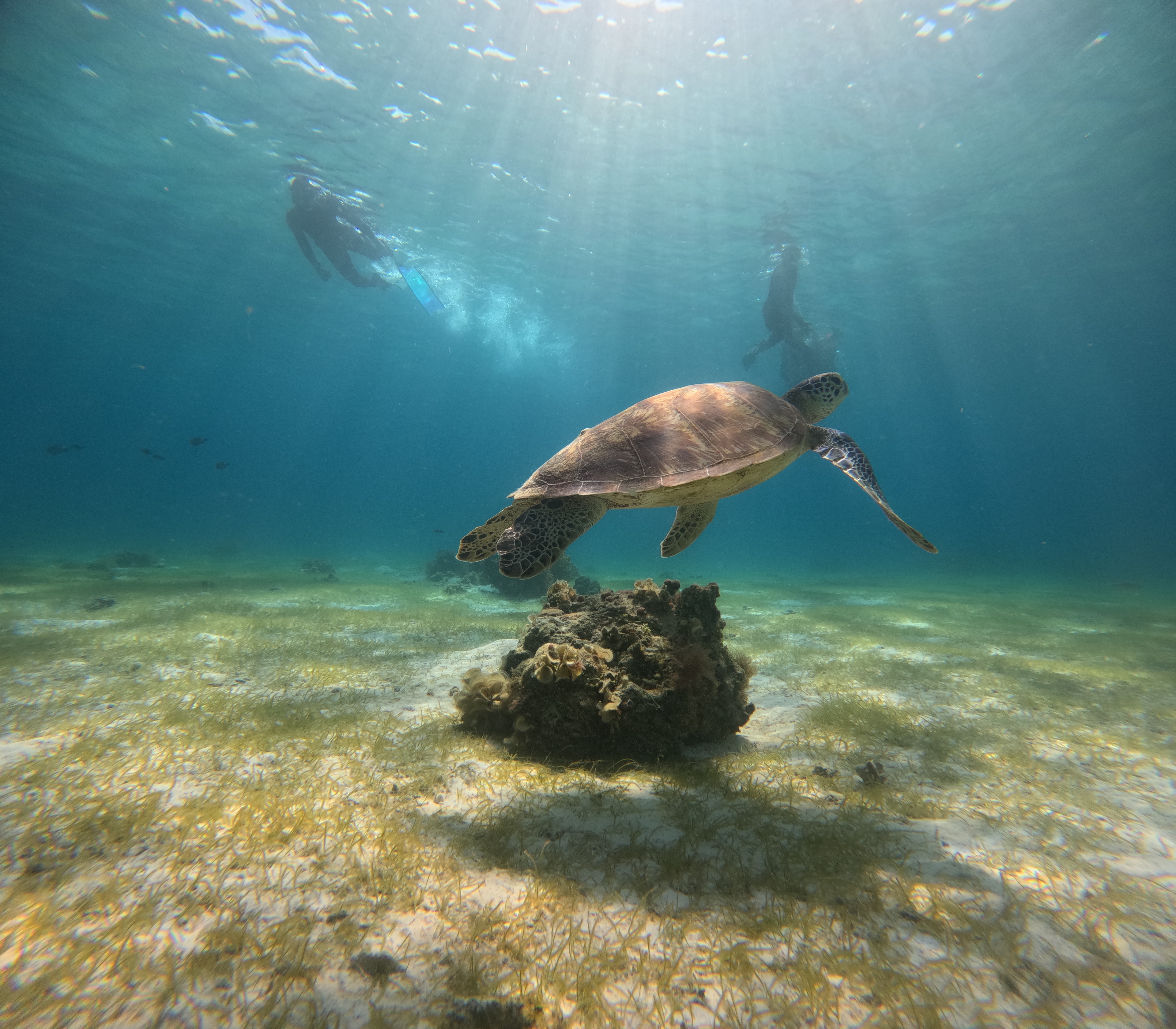 보홀 호핑투어 발리카삭 스노클링 돌고래 거북이 자유여행 한국인가이드 럭키호핑