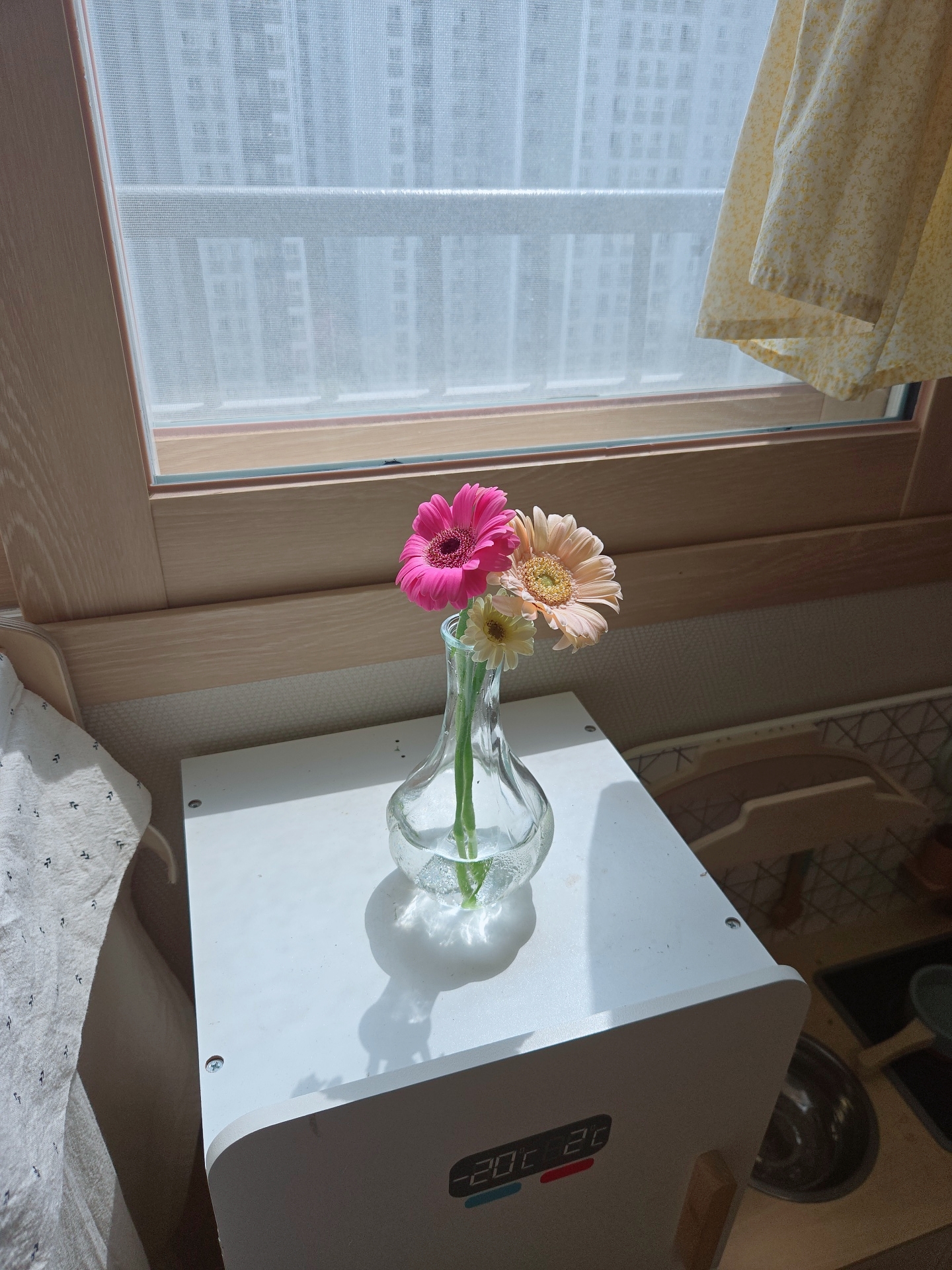 단루아 거베라 꽃한송이 답례품 단체주문 스페셜꽃다발 제철꽃 온라인꽃집 생화배달 꽃배달싼곳 - 상세 이미지 2