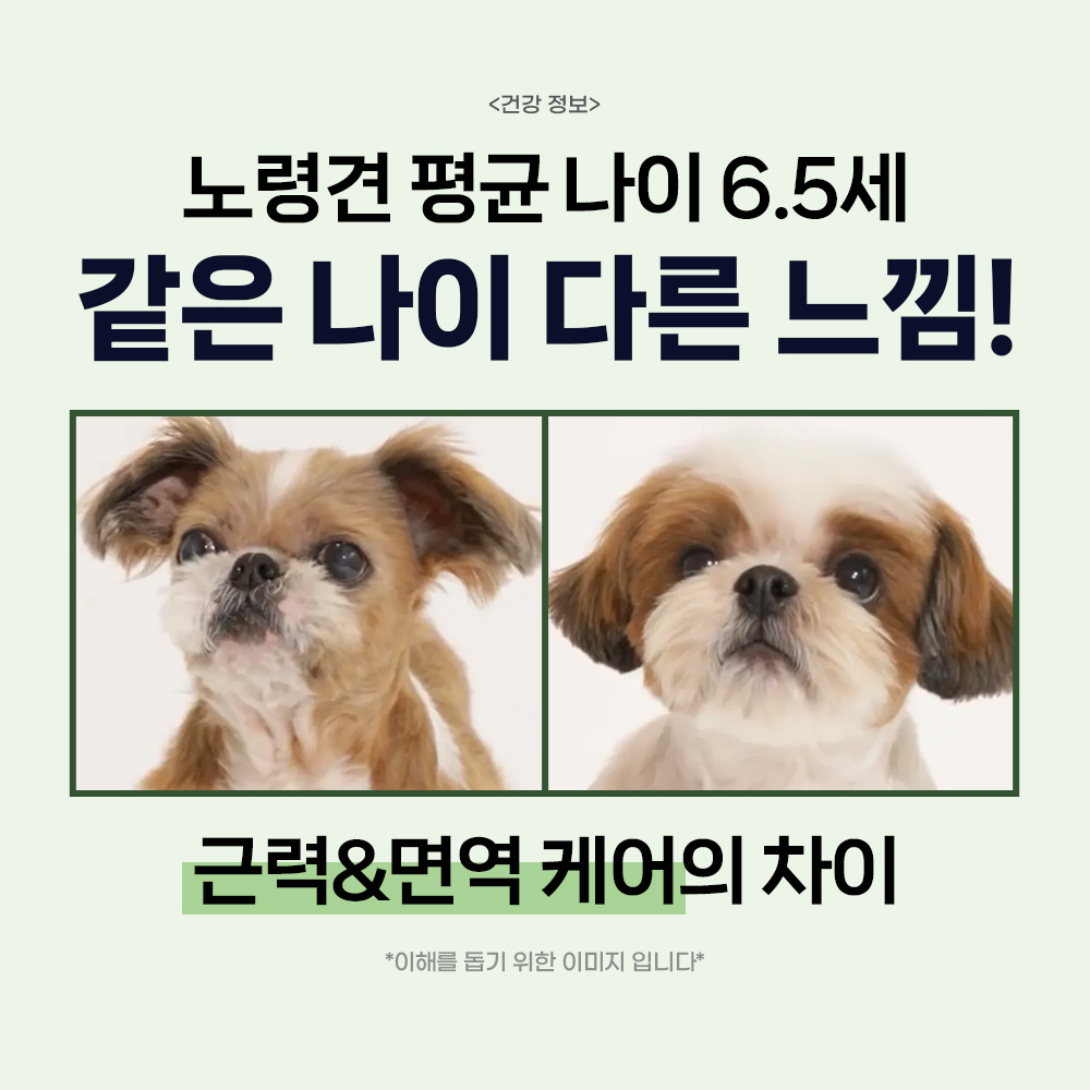 닥터바이 초유 단백질 강아지 근력개선 영양제 면역력 펫밀크 30개입, 1개