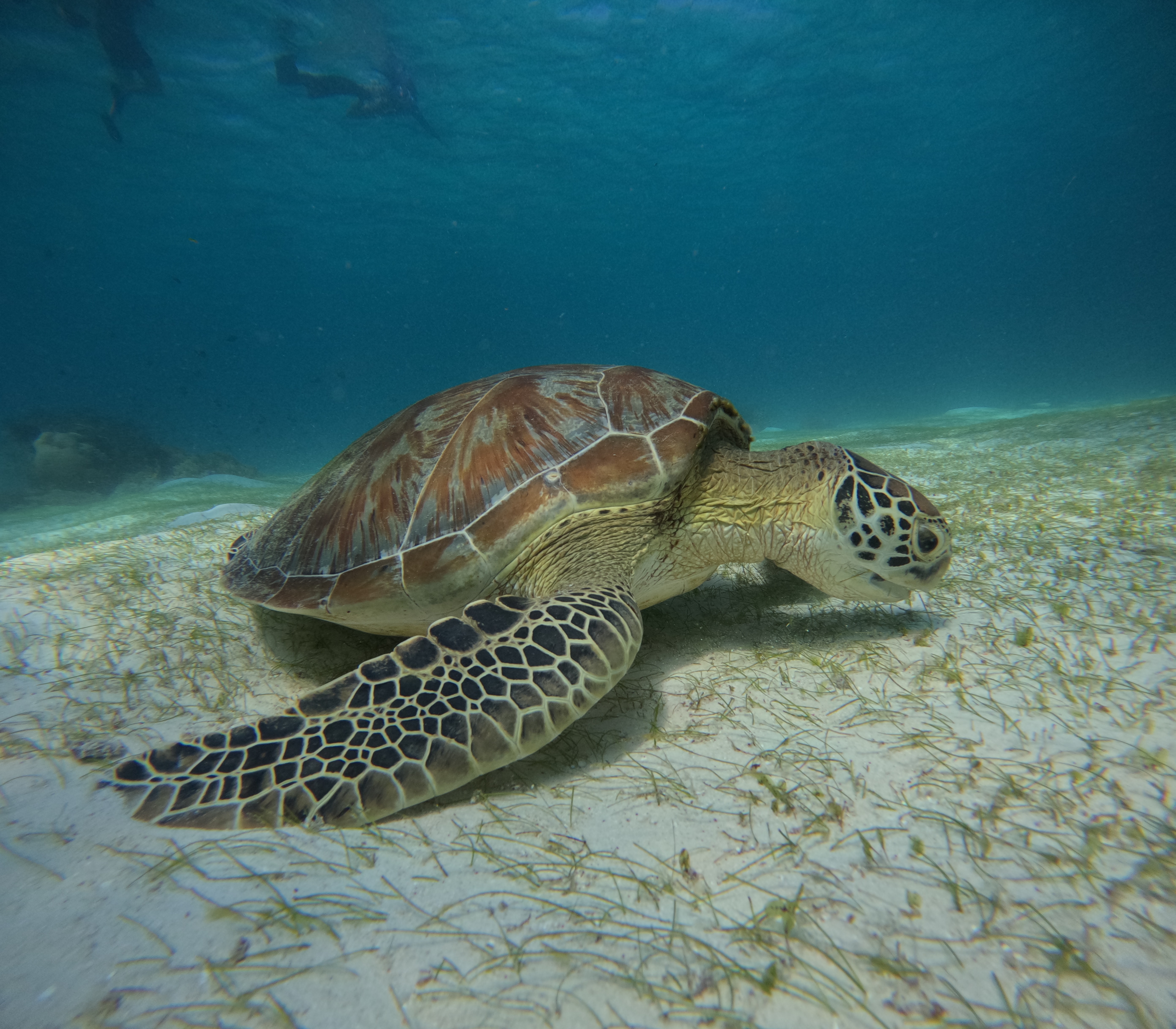 보홀 호핑투어 발리카삭 스노클링 돌고래 거북이 자유여행 한국인가이드 럭키호핑