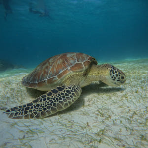 보홀 호핑투어 발리카삭 스노클링 돌고래 거북이 자유여행 한국인가이드 럭키... 솔직 후기 | 실사용자 리뷰 분석 - 상품 이미지 2
