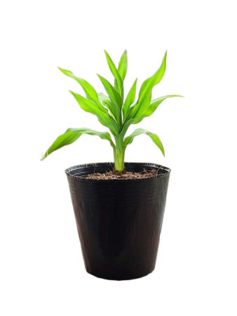 대용량 비닐포트 모종 컵 육묘 파종 농장 화분 노지월동 수크령 정원식물