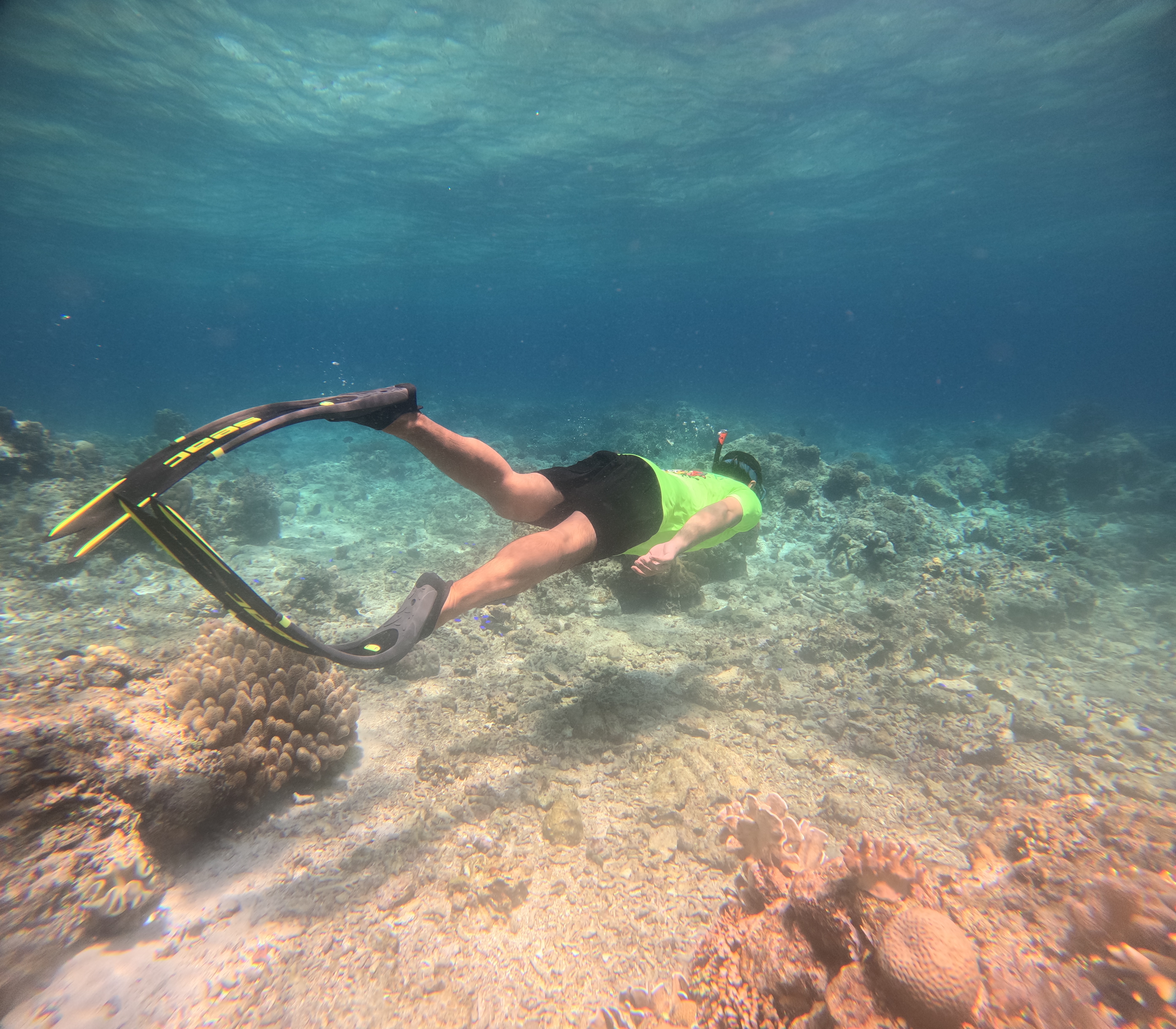 보홀 호핑투어 발리카삭 스노클링 돌고래 거북이 자유여행 한국인가이드 럭키호핑