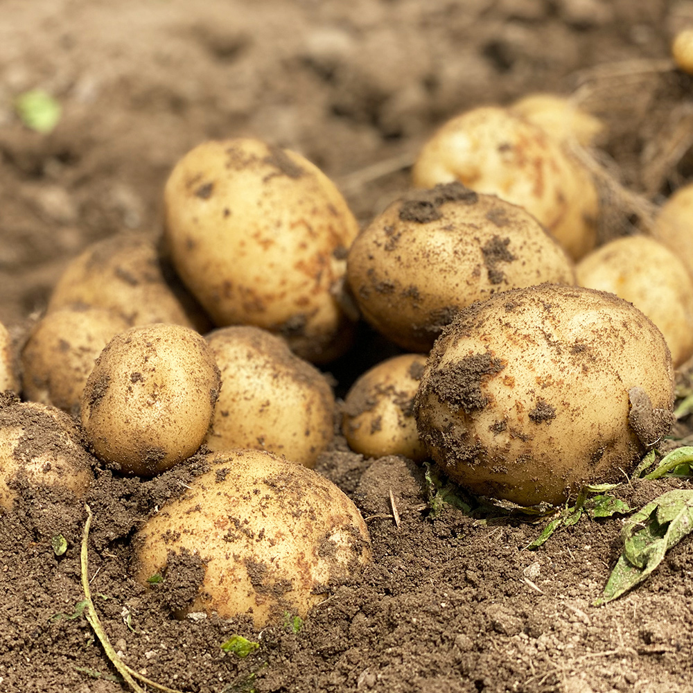 국내산 햇 감자 대왕,왕 혼합 3kg 5kg 10kg 수미 두백 단오 자영 홍감자