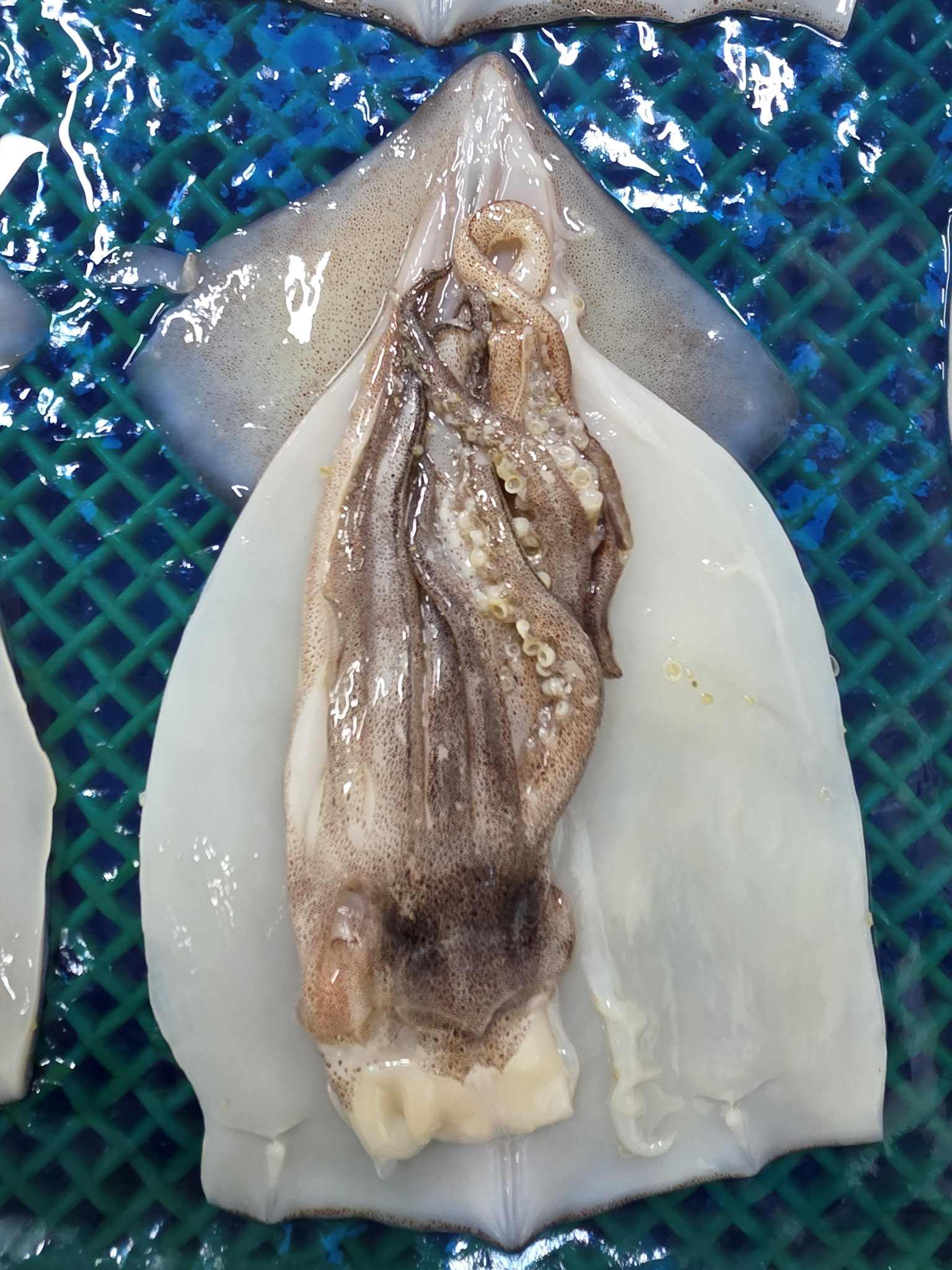 국내가공 냉동 선동 원양 손질통오징어 벌크 식자재 할복 오징어 4KG 25미 내외 - 상세 이미지 2