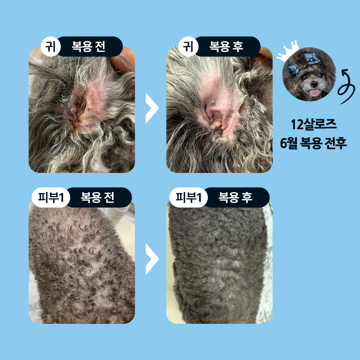 베르데플로라 반려동물 유산균 EF-2001 3,000억 프리미엄 사균체 270포, 9개 - 상세 이미지 4