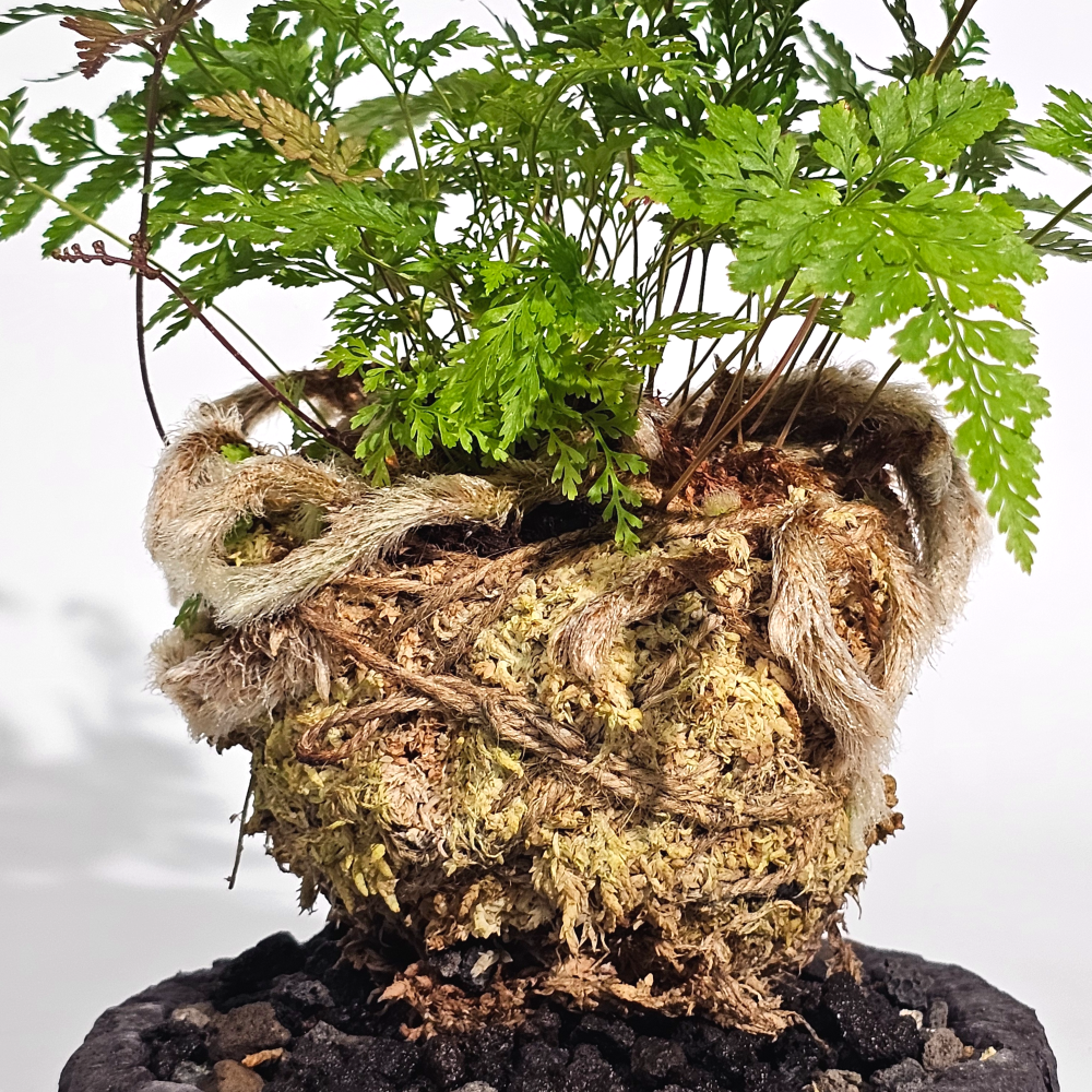 미세먼지제거식물 후마타고사리 이끼볼 수태볼 세트