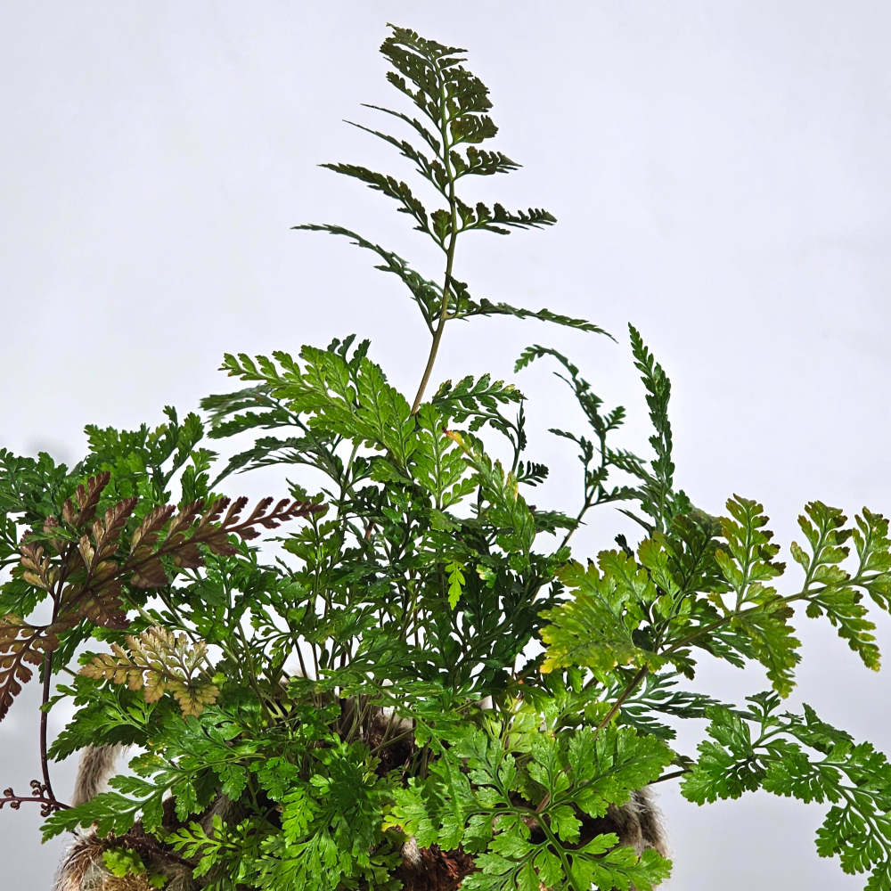 미세먼지제거식물 후마타고사리 이끼볼 수태볼 세트