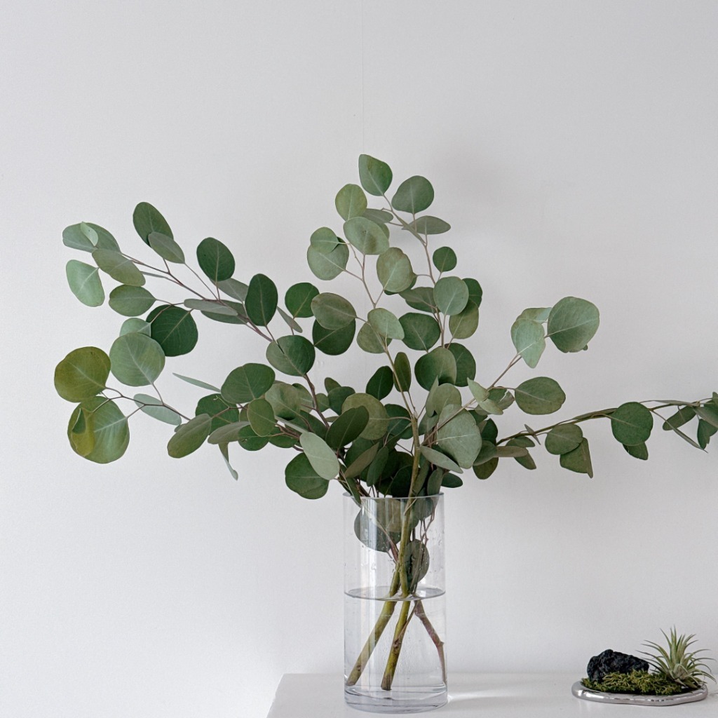 유칼립투스 폴리안 블랙잭 파블로 구니 생화 인테리어 카페 꽃택배 그린 소재