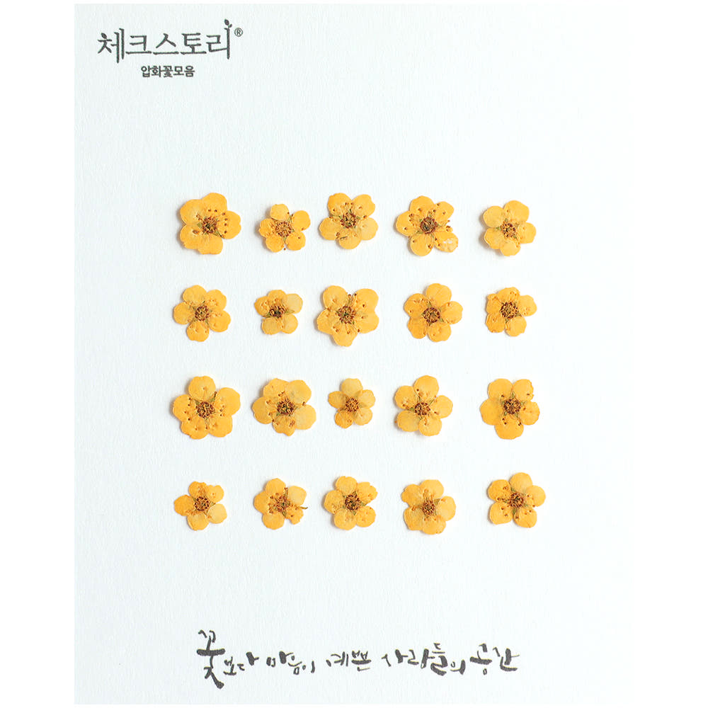 체크스토리 압화 꽃송이 조화 압화공예재료 조팝 옐로우 - 상품 이미지