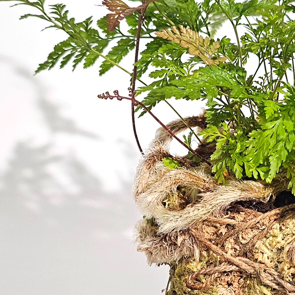 미세먼지제거식물 후마타고사리 이끼볼 수태볼 세트