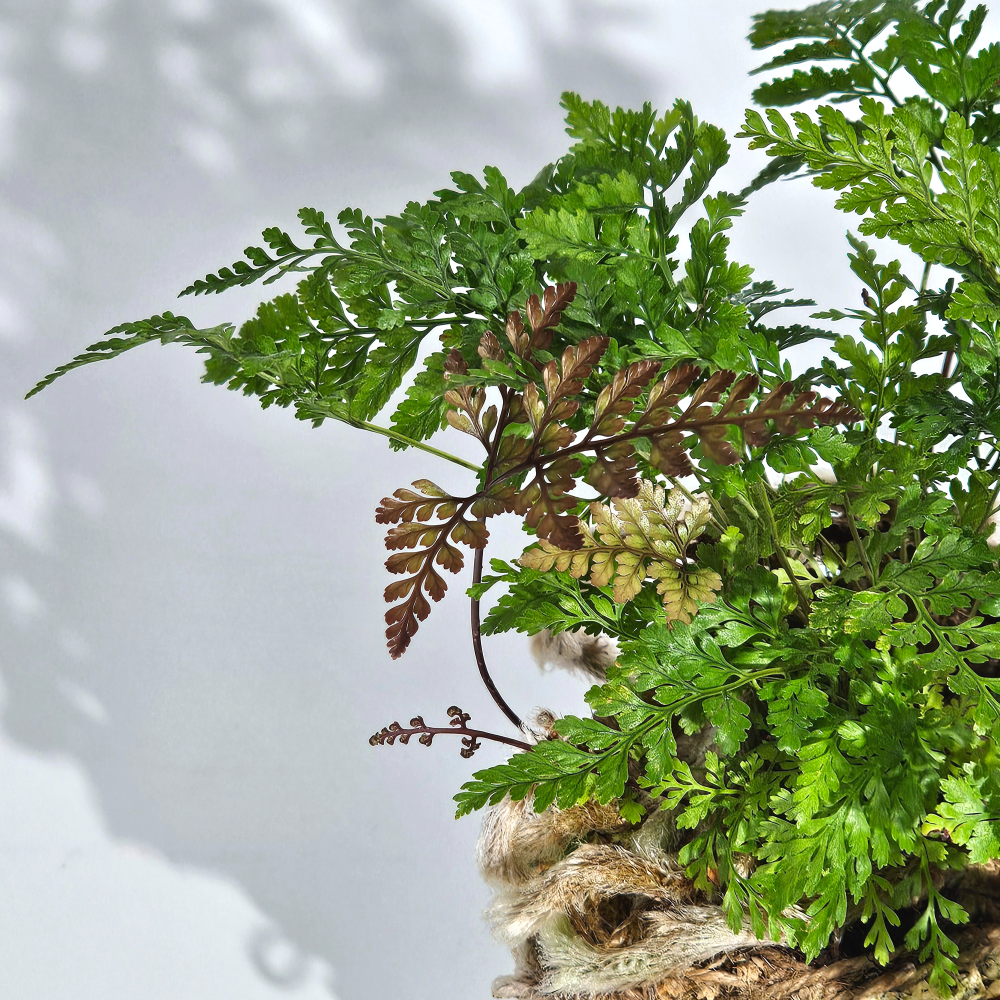 미세먼지제거식물 후마타고사리 이끼볼 수태볼 세트